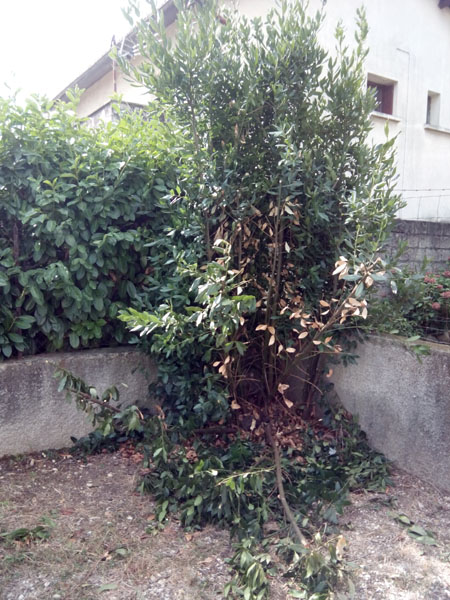 arbre dégagé